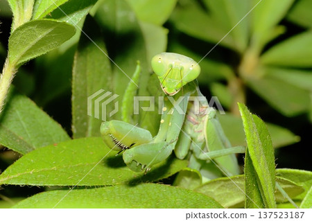 White-tailed Mantis White-tailed Mantis 137523187
