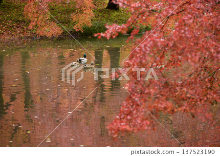 Three ducks swimming in a pond reflecting autumn leaves 137523190