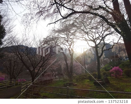 Iida City Cherry blossoms and sunset 137523218