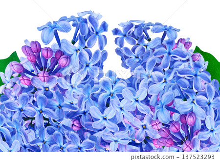 Branch of lilac flowers isolated on  black background with clipping path. For design.  In high resolution. Studio photo. 137523293