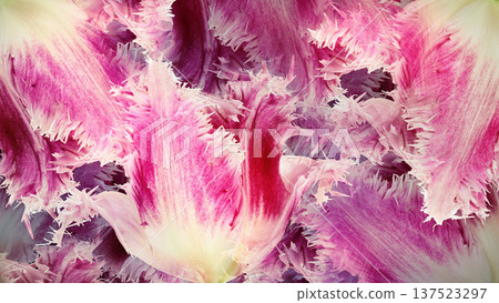 Floral spring background. Pink tulips and   petals. Close-up. 137523297