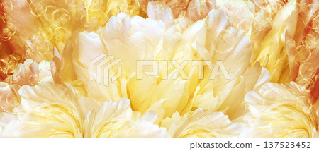 Floral background. Peoni flower and petals flowers. Close-up. Nature. Floral background. Peoni flower and petals flowers. Close-up. Nature. 137523452