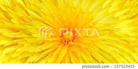 Yellow dandelion flower.  Floral background.  Closeup. Studio shot.  Nature. 137523455