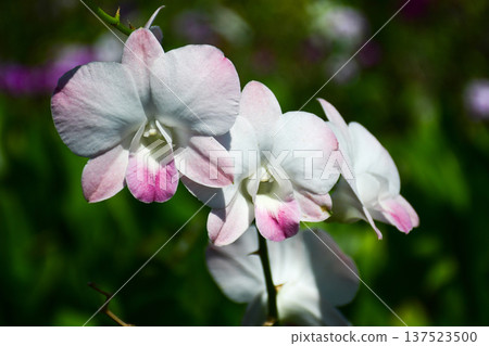 Soft Pink and White Dendrobium Orchid Flowers in Tropical Garden 137523500