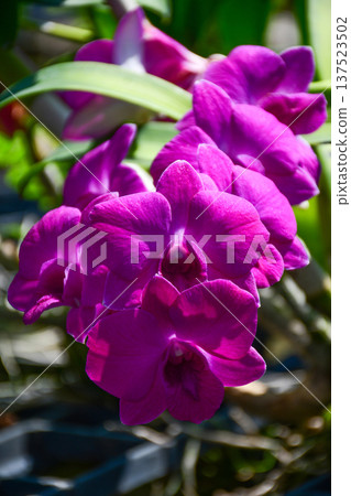 Deep Purple Dendrobium Orchid Blossom Branch in Natural Light Deep Purple Dendrobium Orchid Blossom Branch in Natural Light 137523502