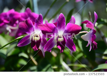 Beautiful Magenta Dendrobium Orchid Flowers with Star Shaped Petals 137523503