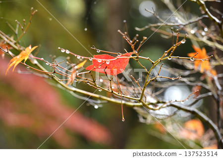紅色的楓香樹葉飄落在楓枝上。 137523514