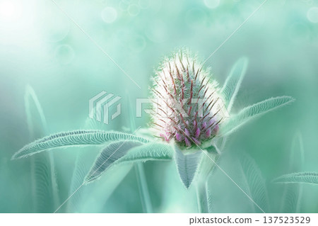Beautiful clover flower on green background. Shallow depth of field. Close up. Nature.  137523529