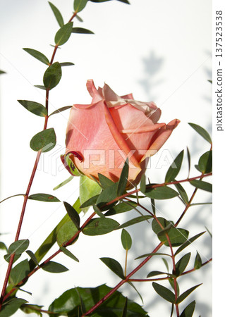 Eucalyptus pablo and pink roses. 137523538