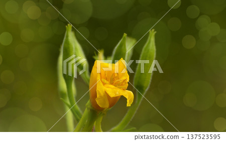 Red-stemmed Oslinnik. yellow flower on green background with bokeh and space for text. Closeup. Nature. Red-stemmed Oslinnik. yellow flower on green background with bokeh and space for text. Closeup. Nature. 137523595