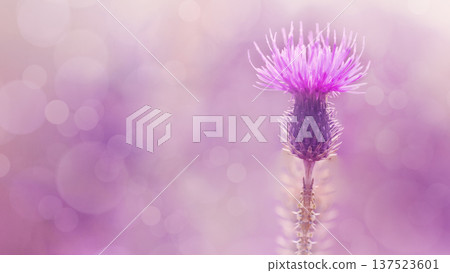 Floral background. Purple thorny thistle flower. Closeup. Nature. Floral background. Purple thorny thistle flower. Closeup. Nature. 137523601