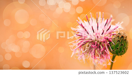 Floral  background. Purple thorny thistle flower. Closeup.  Nature. 137523602