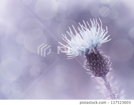 Floral background. Purple thorny thistle flower. Closeup. Nature. Floral background. Purple thorny thistle flower. Closeup. Nature. 137523603