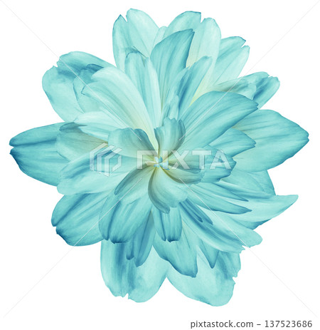Flower dahlia. Isolated on a white background. Close-up. without shadows. For design. Flower dahlia. Isolated on a white background. Close-up. without shadows. For design. 137523686