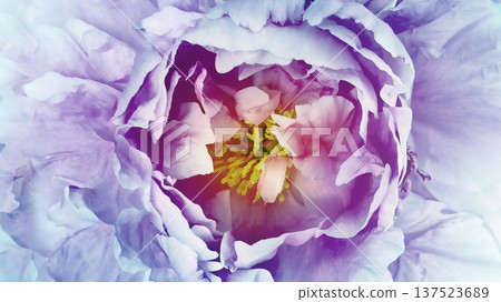 Peony flower. Floral background. Macro. Nature. Peony flower. Floral background. Macro. Nature. 137523689