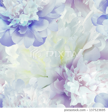 Seamless floral background. Flowers peonies and petals peonies. Close up. Seamless floral background. Flowers peonies and petals peonies. Close up. 137523695