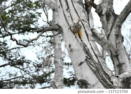 A Siberian flying squirrel jumps off a birch tree trunk during a breeding dispute in the evening in a spring park in Hokkaido 137523700