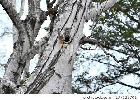 A Siberian flying squirrel jumps off a birch tree trunk during a breeding dispute in the evening in a spring park in Hokkaido A Siberian flying squirrel jumps off a birch tree trunk during a breeding dispute in the evening in a spring park in Hokkaido 137523701