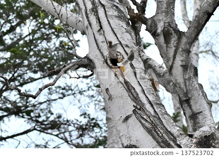 A Siberian flying squirrel jumps off a birch tree trunk during a breeding dispute in the evening in a spring park in Hokkaido A Siberian flying squirrel jumps off a birch tree trunk during a breeding dispute in the evening in a spring park in Hokkaido 137523702