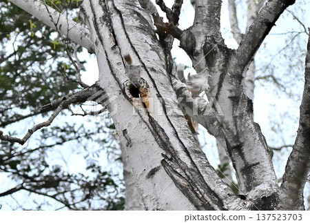 A Siberian flying squirrel jumps off a birch tree trunk during a breeding dispute in the evening in a spring park in Hokkaido 137523703