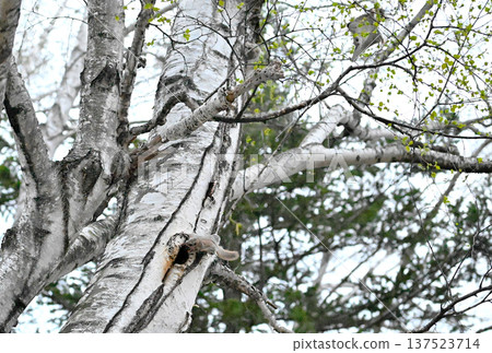 A Siberian flying squirrel jumps off a birch tree trunk during a breeding dispute in the evening in a spring park in Hokkaido A Siberian flying squirrel jumps off a birch tree trunk during a breeding dispute in the evening in a spring park in Hokkaido 137523714