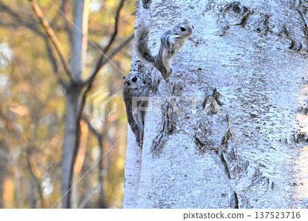 在北海道一處春季公園的傍晚,一隻西伯利亞飛鼠在交配爭奪中從一棵白樺樹幹上跳下來。 在北海道一處春季公園的傍晚,一隻西伯利亞飛鼠在交配爭奪中從一棵白樺樹幹上跳下來。 137523716