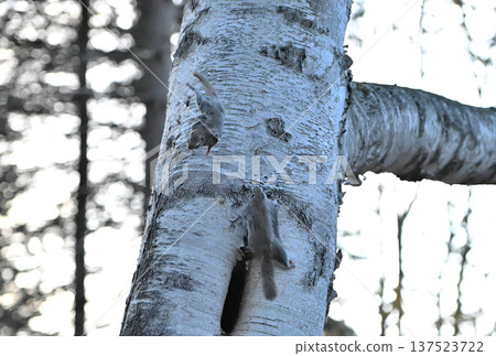在北海道一處春季公園的傍晚,一隻西伯利亞飛鼠在交配爭奪中從一棵白樺樹幹上跳下來。 在北海道一處春季公園的傍晚,一隻西伯利亞飛鼠在交配爭奪中從一棵白樺樹幹上跳下來。 137523722