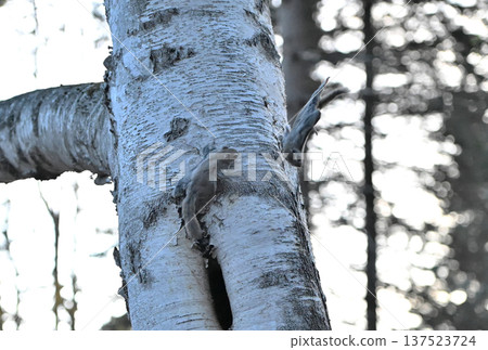 A Siberian flying squirrel jumps off a birch tree trunk during a breeding dispute in the evening in a spring park in Hokkaido 137523724