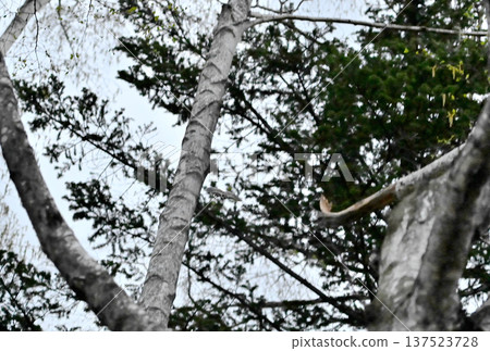 A Siberian flying squirrel glides through the trees after sunset as part of a courtship display in a park in Hokkaido. A Siberian flying squirrel glides through the trees after sunset as part of a courtship display in a park in Hokkaido. 137523728