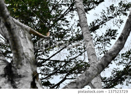 A Siberian flying squirrel glides through the trees after sunset as part of a courtship display in a park in Hokkaido. A Siberian flying squirrel glides through the trees after sunset as part of a courtship display in a park in Hokkaido. 137523729