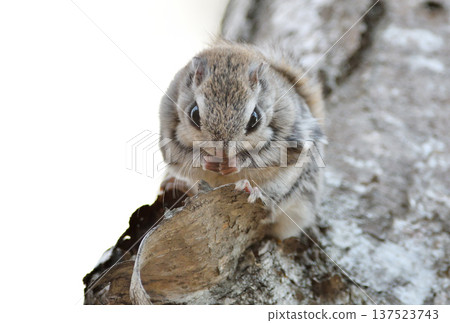 A Siberian flying squirrel sitting on a branch in the evening in a park in Hokkaido 137523743