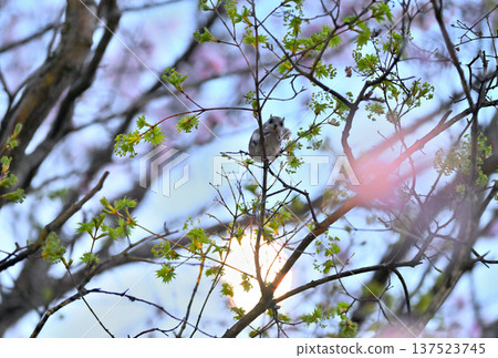 A Siberian flying squirrel eating young leaves with the moon and cherry blossoms in the background after sunset in a park in Hokkaido A Siberian flying squirrel eating young leaves with the moon and cherry blossoms in the background after sunset in a park in Hokkaido 137523745