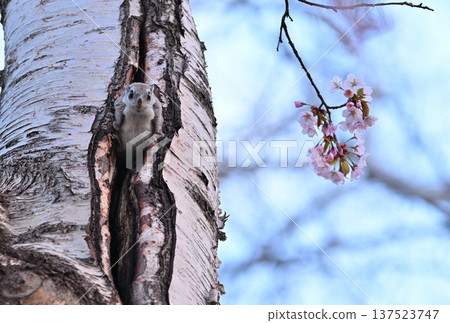 A Siberian flying squirrel watches the cherry blossoms from its nest hole in a birch tree in a park in Hokkaido 137523747
