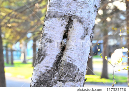 A Siberian flying squirrel emerges from its burrow in a birch tree crack during the day in a park in Hokkaido. A Siberian flying squirrel emerges from its burrow in a birch tree crack during the day in a park in Hokkaido. 137523758