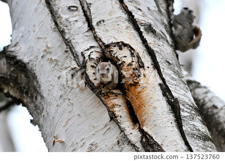 A Siberian flying squirrel emerges from its birch burrow in the evening in a park in Hokkaido A Siberian flying squirrel emerges from its birch burrow in the evening in a park in Hokkaido 137523760