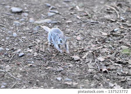 A Siberian flying squirrel running on the ground in a park in Hokkaido A Siberian flying squirrel running on the ground in a park in Hokkaido 137523772