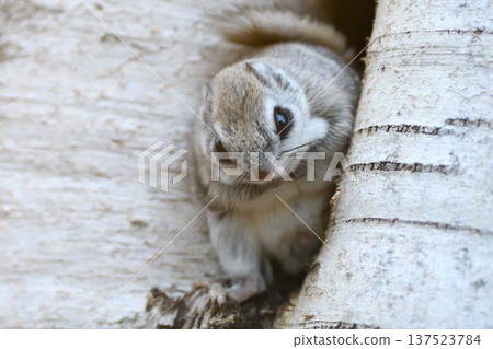 A Siberian flying squirrel peeking out from a burrow in a birch tree crack in a park in Hokkaido 137523784