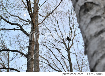 A Siberian flying squirrel gliding through the trees with the moon in the background after sunset in a park in Hokkaido A Siberian flying squirrel gliding through the trees with the moon in the background after sunset in a park in Hokkaido 137523808