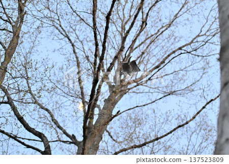 A Siberian flying squirrel gliding through the trees with the moon in the background after sunset in a park in Hokkaido A Siberian flying squirrel gliding through the trees with the moon in the background after sunset in a park in Hokkaido 137523809