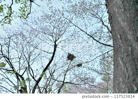 Two Siberian flying squirrels glide through the trees after sunset in a park in Hokkaido, with cherry blossoms in full bloom in the background. Two Siberian flying squirrels glide through the trees after sunset in a park in Hokkaido, with cherry blossoms in full bloom in the background. 137523814