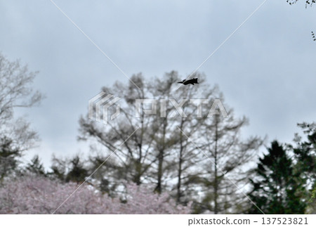 A Siberian flying squirrel glides through the trees after sunset in a park in Hokkaido, with cherry blossoms in full bloom in the background. A Siberian flying squirrel glides through the trees after sunset in a park in Hokkaido, with cherry blossoms in full bloom in the background. 137523821