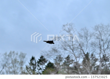 A Siberian flying squirrel glides through the trees after sunset in a park in Hokkaido, with cherry blossoms in full bloom in the background. A Siberian flying squirrel glides through the trees after sunset in a park in Hokkaido, with cherry blossoms in full bloom in the background. 137523825