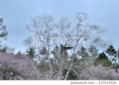日落後,一隻西伯利亞飛鼠在北海道某公園的樹林間滑翔,背景是盛開的櫻花。 日落後,一隻西伯利亞飛鼠在北海道某公園的樹林間滑翔,背景是盛開的櫻花。 137523826