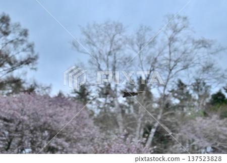 日落後,一隻西伯利亞飛鼠在北海道某公園的樹林間滑翔,背景是盛開的櫻花。 日落後,一隻西伯利亞飛鼠在北海道某公園的樹林間滑翔,背景是盛開的櫻花。 137523828