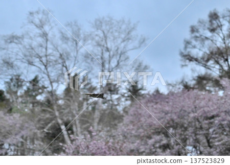 日落後，一隻西伯利亞飛鼠在北海道某公園的樹林間滑翔，背景是盛開的櫻花。 137523829