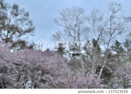 A Siberian flying squirrel glides through the trees after sunset in a park in Hokkaido, with cherry blossoms in full bloom in the background. A Siberian flying squirrel glides through the trees after sunset in a park in Hokkaido, with cherry blossoms in full bloom in the background. 137523830