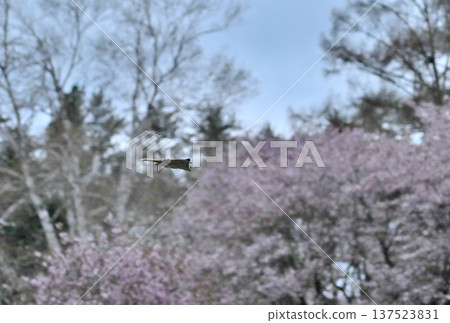 日落後,一隻西伯利亞飛鼠在北海道某公園的樹林間滑翔,背景是盛開的櫻花。 日落後,一隻西伯利亞飛鼠在北海道某公園的樹林間滑翔,背景是盛開的櫻花。 137523831