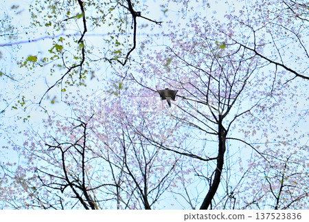 A Siberian flying squirrel glides through the trees after sunset in a park in Hokkaido, with cherry blossoms in full bloom in the background. 137523836
