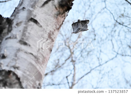 A Siberian flying squirrel gliding through the trees after sunset in a park in Hokkaido A Siberian flying squirrel gliding through the trees after sunset in a park in Hokkaido 137523857