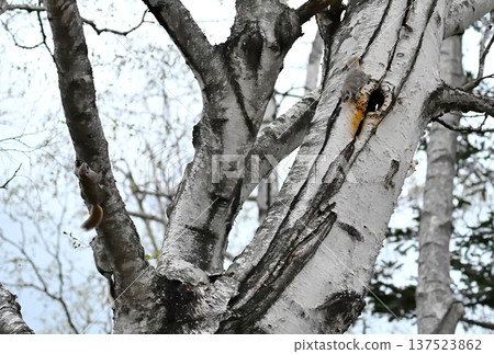 Three Siberian flying squirrels mating on a birch tree trunk in the evening in a spring park in Hokkaido Three Siberian flying squirrels mating on a birch tree trunk in the evening in a spring park in Hokkaido 137523862